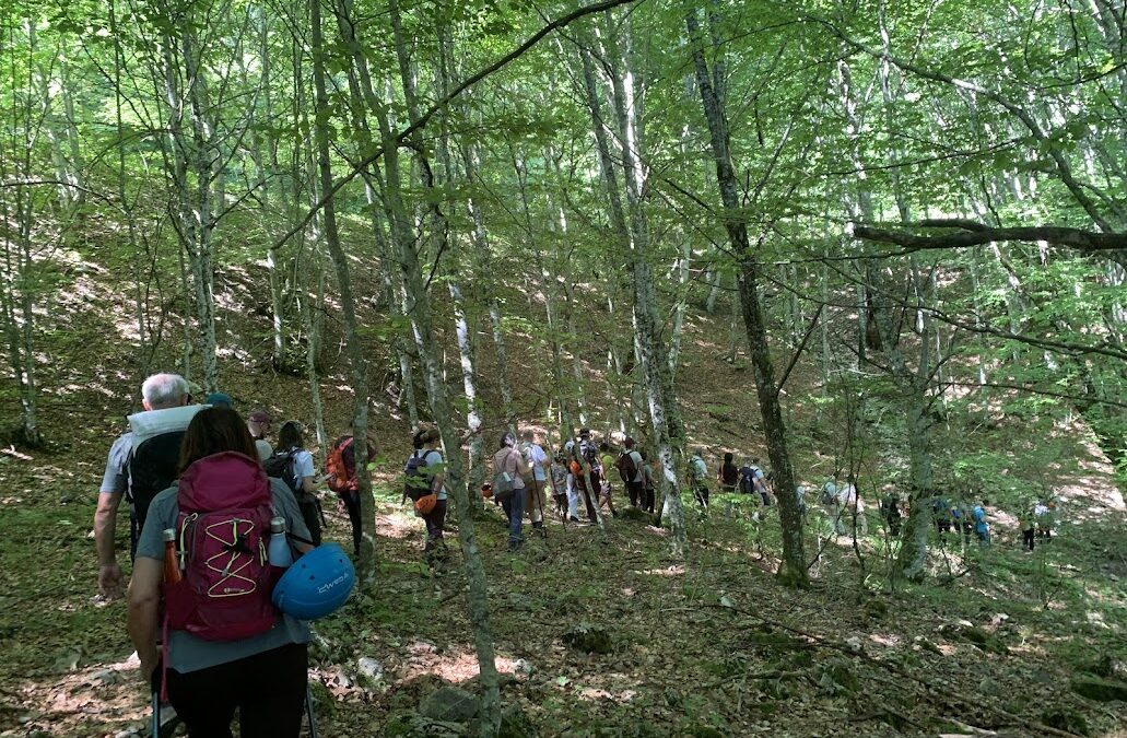 La filiera del legno, ovvero il bosco come risorsa sostenibile