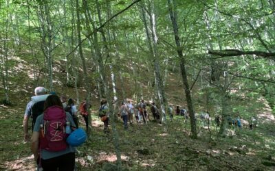 La filiera del legno, ovvero il bosco come risorsa sostenibile